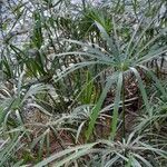 Cyperus alternifolius habit picture by Trap Hers (cc-by-sa)