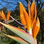 Strelitzia reginae flower picture by Peter Kirsten (cc-by-sa)