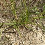 Eleusine indica habit picture by Quiñoy Yago (cc-by-sa)