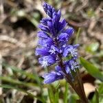 Polygala amara flower picture by grutz (cc-by-sa)