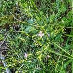 Epilobium palustre habit picture by Waldemar Zeja (cc-by-sa)