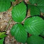 Rubus foliosus leaf picture by noud de wolf (cc-by-sa)