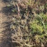 Chrysopogon plumulosus habit picture by susan brown (cc-by-sa)