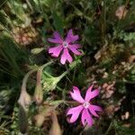 Silene scabriflora flower picture by Jorge (cc-by-sa)