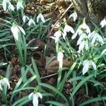 Galanthus elwesii flower picture by ferstelich siegrun (cc-by-sa)