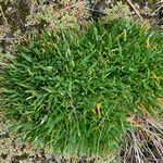 Calandrinia acaulis habit picture by Fabien Anthelme (cc-by-sa)