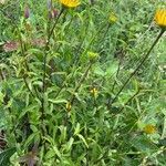 Buphthalmum salicifolium habit picture by Francois Mansour (cc-by-sa)