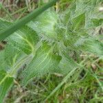 Stachys heraclea leaf picture by Llandrich anna (cc-by-sa)