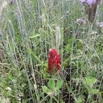 Trifolium incarnatum flower picture by Harrie van Faassen (cc-by-sa)