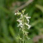 Linaria chalepensis flower picture by Eleftherios (cc-by-sa)