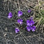 Viola aethnensis flower picture by nino tomaselli (cc-by-sa)