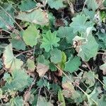 Alchemilla mollis leaf picture by marco rohwedder (cc-by-sa)