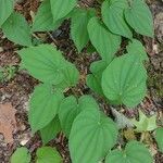 Dioscorea villosa leaf picture by MoonLit Path (cc-by-sa)