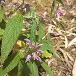 Phlomis herba-venti flower picture by rosa (cc-by-sa)