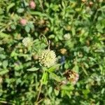 Trifolium alexandrinum flower picture by Rudolf Eberli (cc-by-sa)