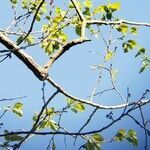 Celtis occidentalis habit picture by Josh Murray (cc-by-sa)