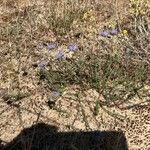 Jasione maritima habit picture by hieracium eriophorum (cc-by-sa)