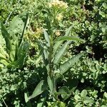 Senecio cacaliaster habit picture by Sylvain Piry (cc-by-sa)