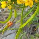 Senna crassiramea fruit picture by Trap Hers (cc-by-sa)