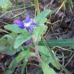 Borago officinalis habit picture by Mathieu Boucontet (cc-by-sa)