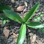 Gavilea lutea habit picture by Daniel Barthelemy (cc-by-nc)