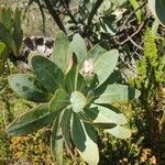 Protea cynaroides leaf picture by indi e iñigo (cc-by-sa)