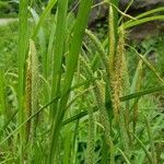 Carex crinita fruit picture by Bianca Legault (cc-by-sa)