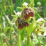 Ophrys umbilicata flower picture by dimitris log (cc-by-sa)