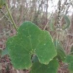 Coccinia grandis leaf picture by Jean-Marie Tognola (cc-by-sa)