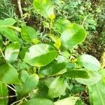 Coffea mauritiana leaf picture by Augustin Soulard (cc-by-sa)