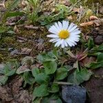 Bellis annua habit picture by Follmann Lukas (cc-by-sa)