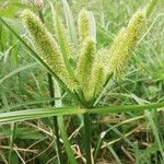 Cyperus alopecuroides flower picture by Rumput Liar (cc-by-sa)