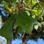 Quercus marilandica leaf picture by Ryan Miller (cc-by-sa)