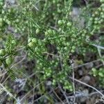 Asparagus acutifolius fruit picture by Denis Bastianelli (cc-by-sa)