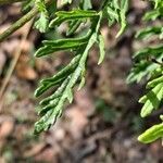 Jacobaea erucifolia leaf picture by Jean-Marie Frenoux (cc-by-sa)