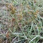 Juncus tenuis habit picture by Eli Small (cc-by-sa)