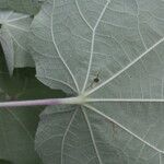 Briquetia spicata leaf picture by Nelson Zamora Villalobos (cc-by-nc)