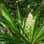 Yucca gigantea flower picture by Manuel Hernández (cc-by-sa)