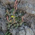 Rumex scutatus habit picture by Denis Bastianelli (cc-by-sa)