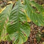 Asimina triloba leaf picture by Ethan Winter (cc-by-sa)