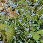 Omphalodes verna flower picture by Hilaire De Turck (cc-by-sa)