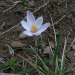 Crocus cambessedesii flower picture by Francesc Riudavets (cc-by-sa)