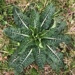 Dipsacus sativus leaf picture by blooms astraea’s (cc-by-sa)