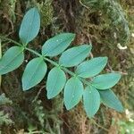 Campsidium valdivianum leaf picture by Daniel Barthelemy (cc-by-nc)