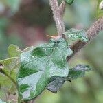 Solanum agnewiorum leaf picture by Maarten Vanhove (cc-by-sa)