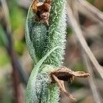 Spiranthes spiralis fruit picture by doune34160 (cc-by-sa)