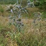 Eryngium amethystinum habit picture by Tomaž Jančar (cc-by-sa)