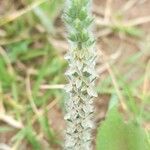 Plantago patagonica flower picture by Trap Hers (cc-by-sa)