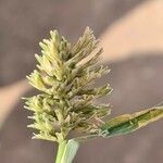 Sclerochloa dura flower picture by lior gaber (cc-by-sa)