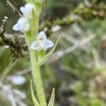 Spiranthes aestivalis flower picture by Francois Mansour (cc-by-sa)